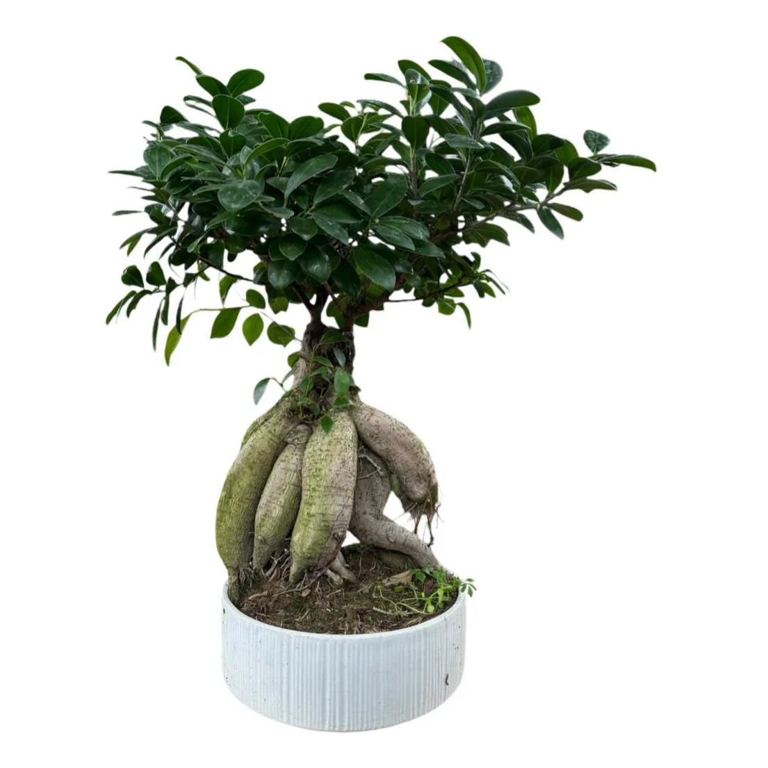 Bonsai Ficus Ginseng