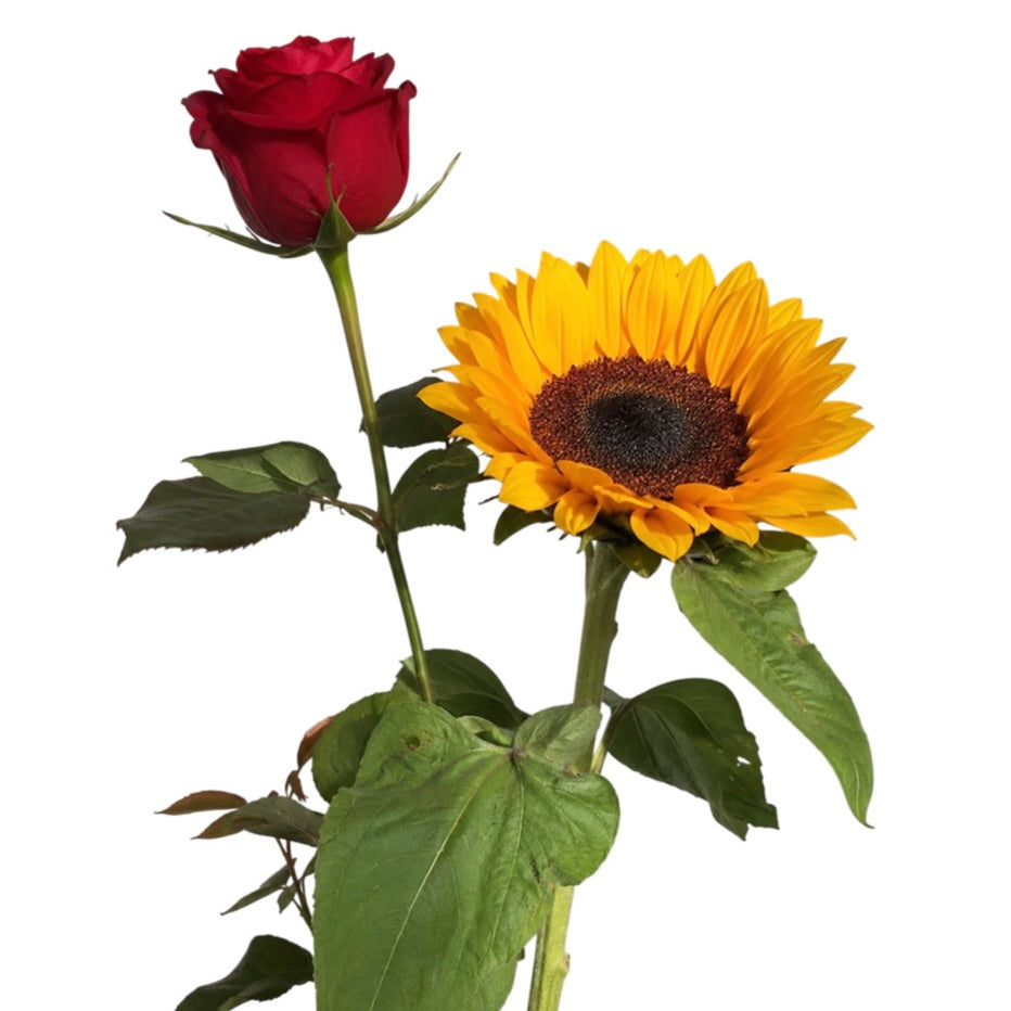 Rosa e girasole confezionato