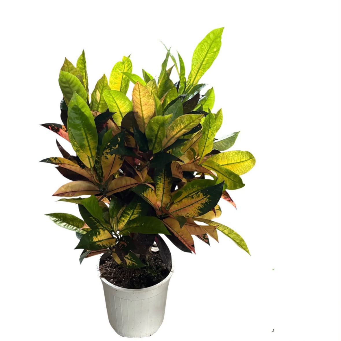 Croton