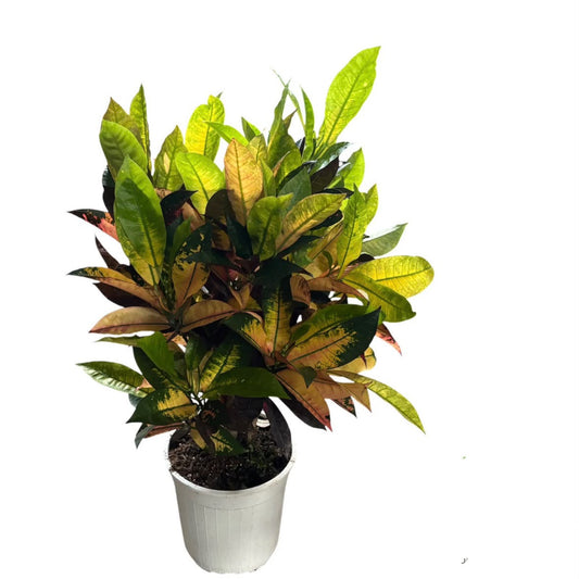 Croton