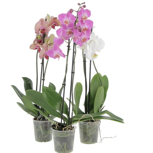 Orchidea Phalaenopsis