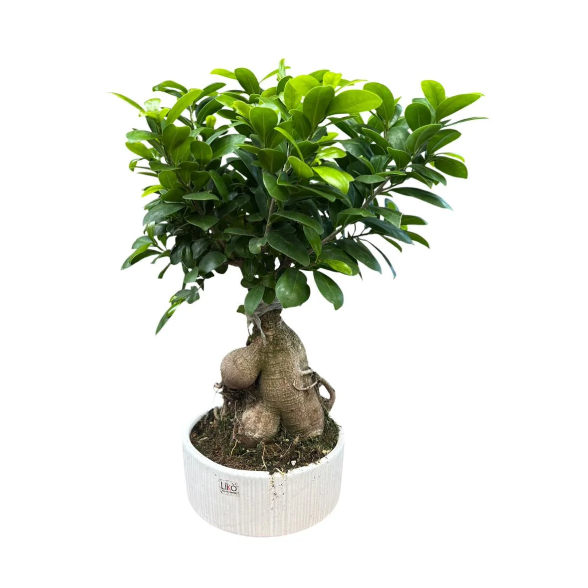 Bonsai Ficus Ginseng
