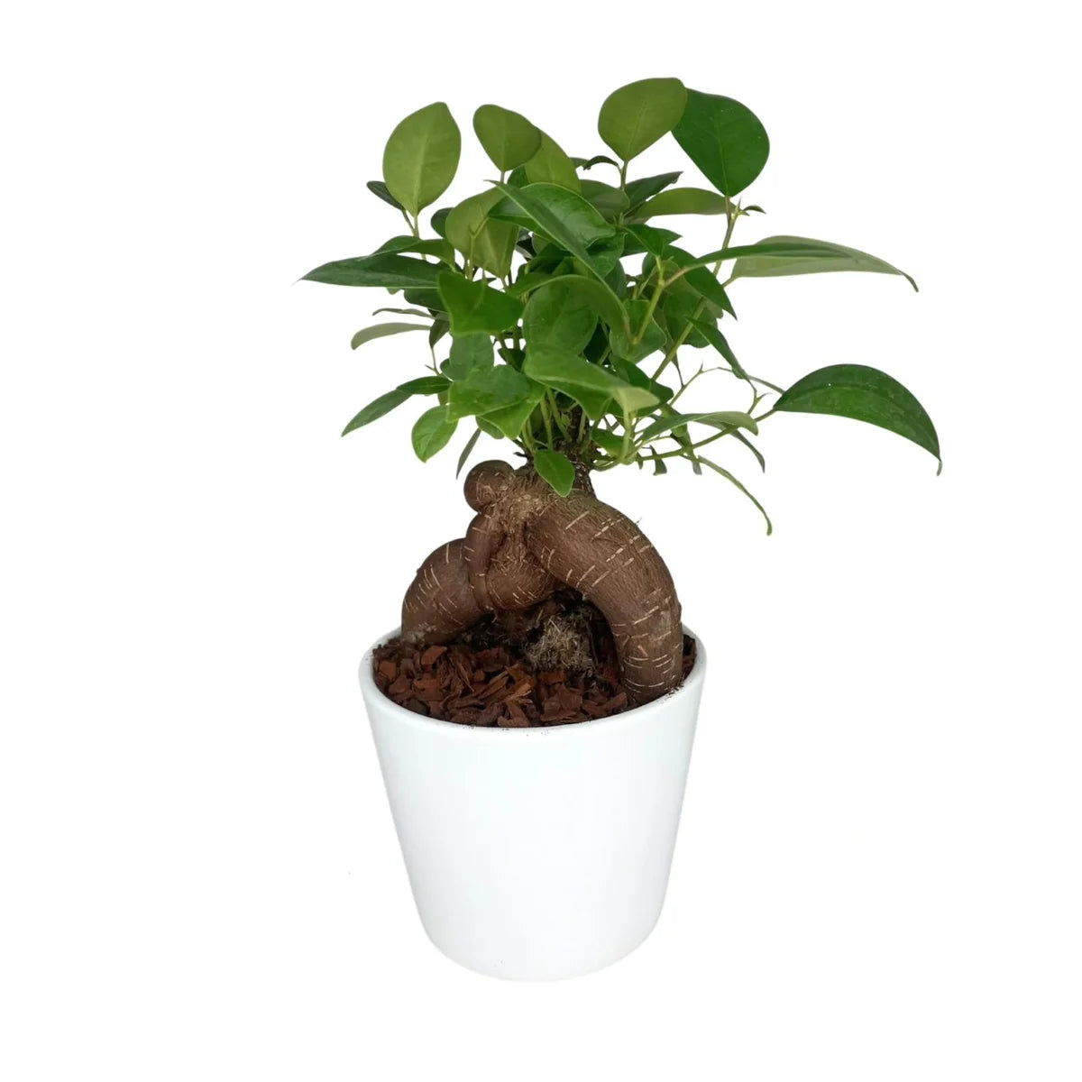 Bonsai Ficus Ginseng