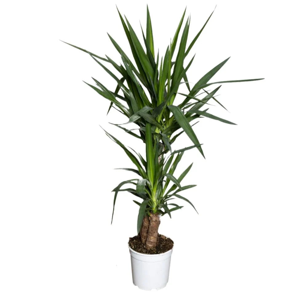 Yucca