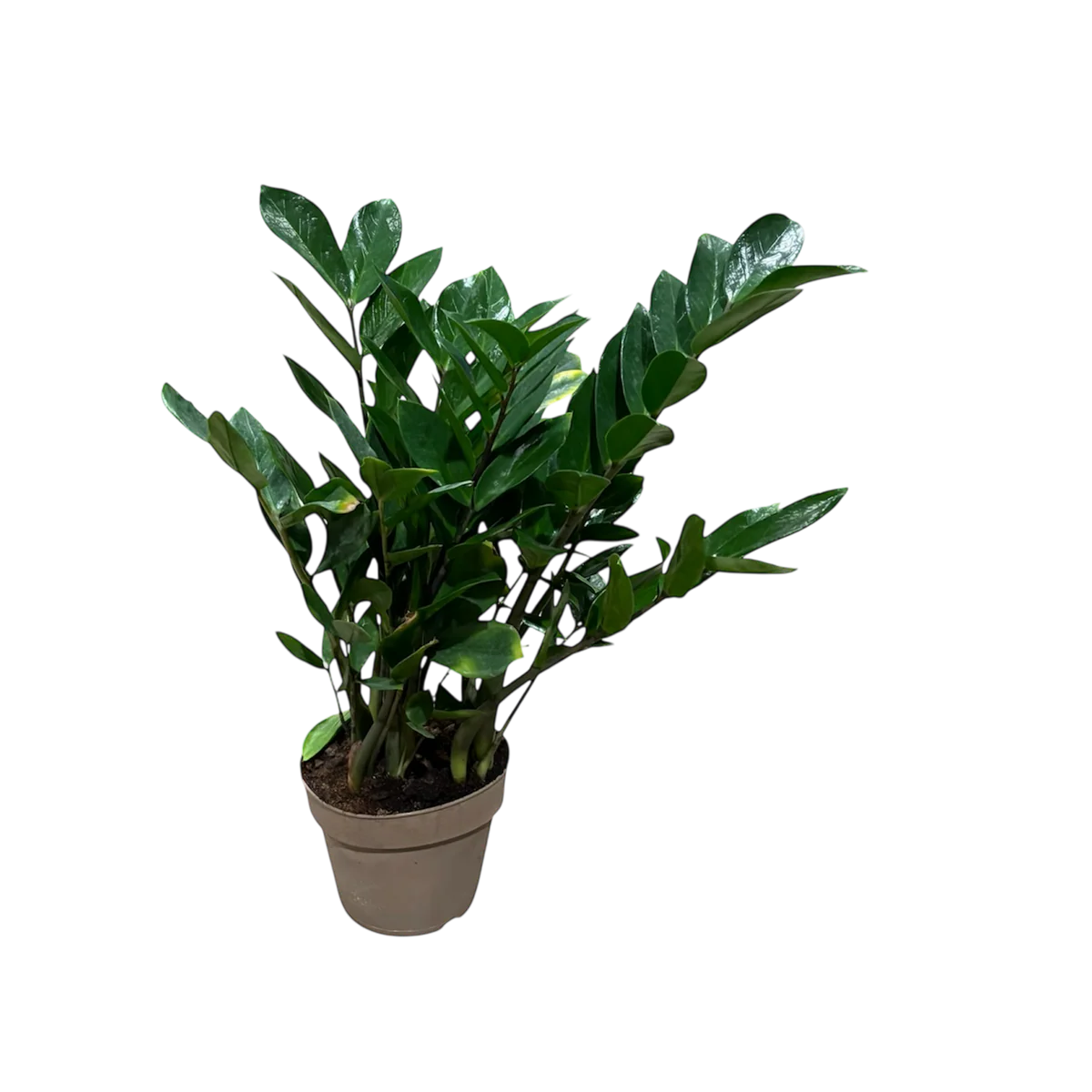 Zamioculcas