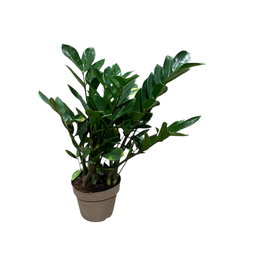 Zamioculcas