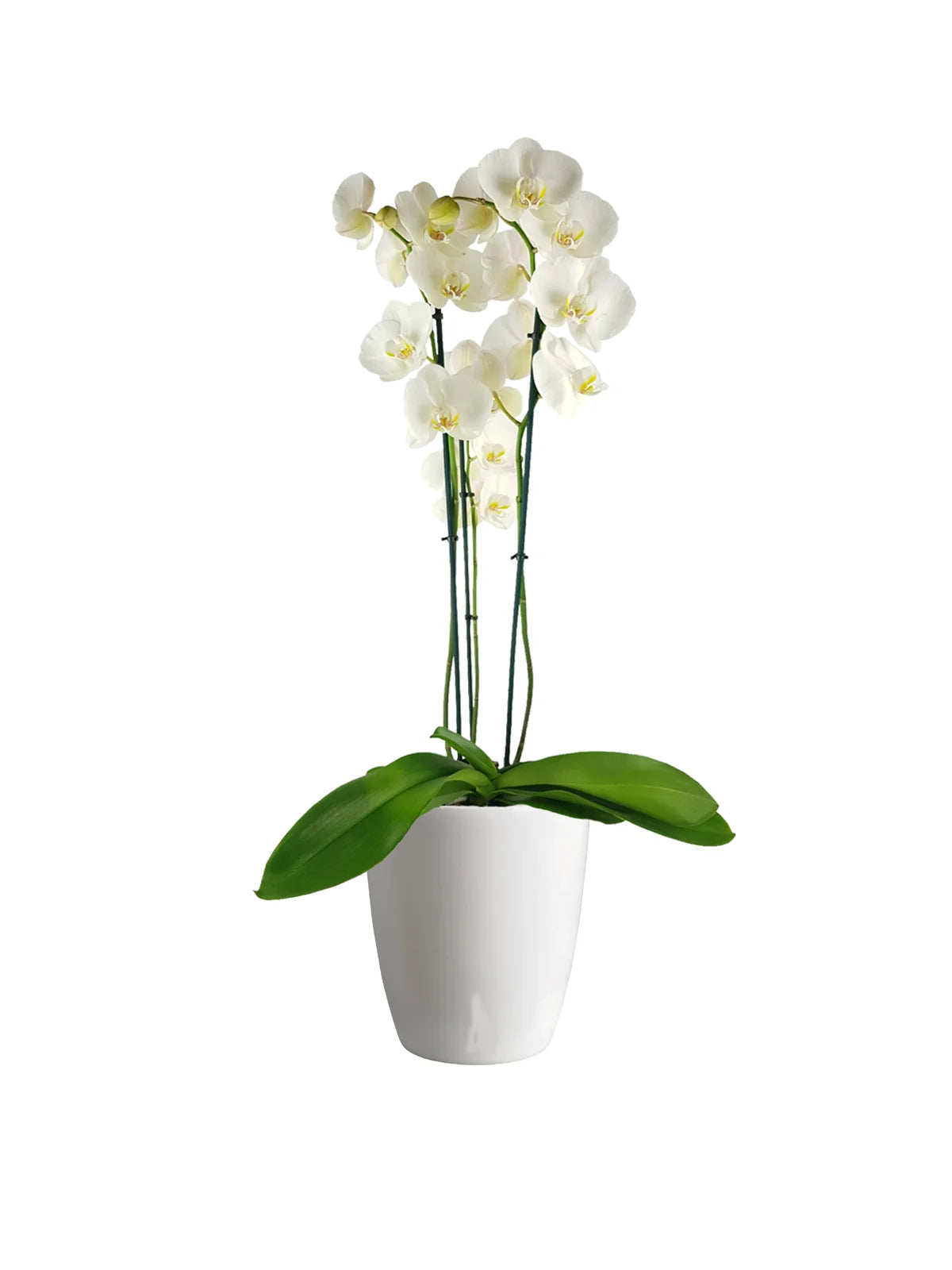 Orchidea Phalaenopsis