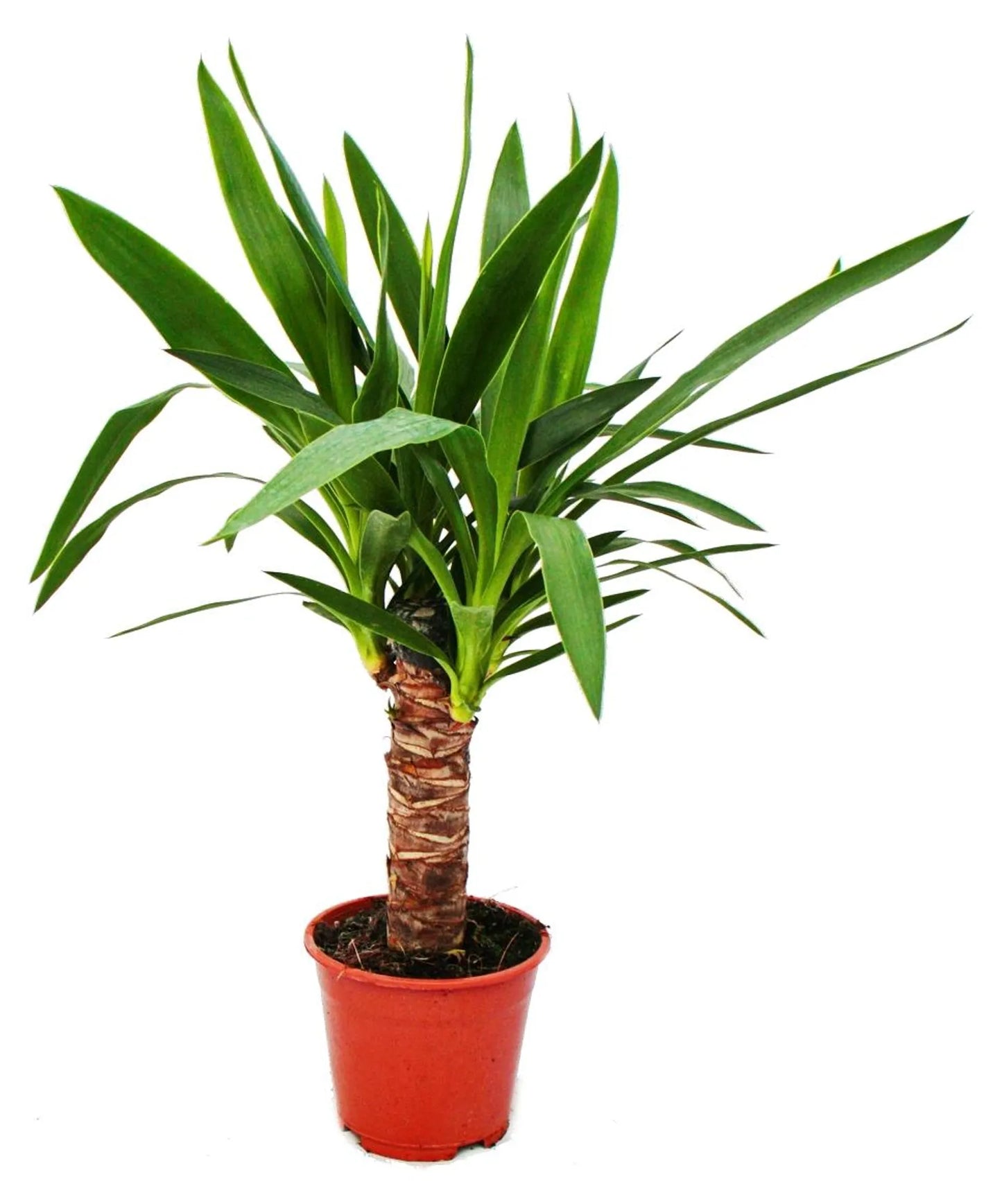 Yucca